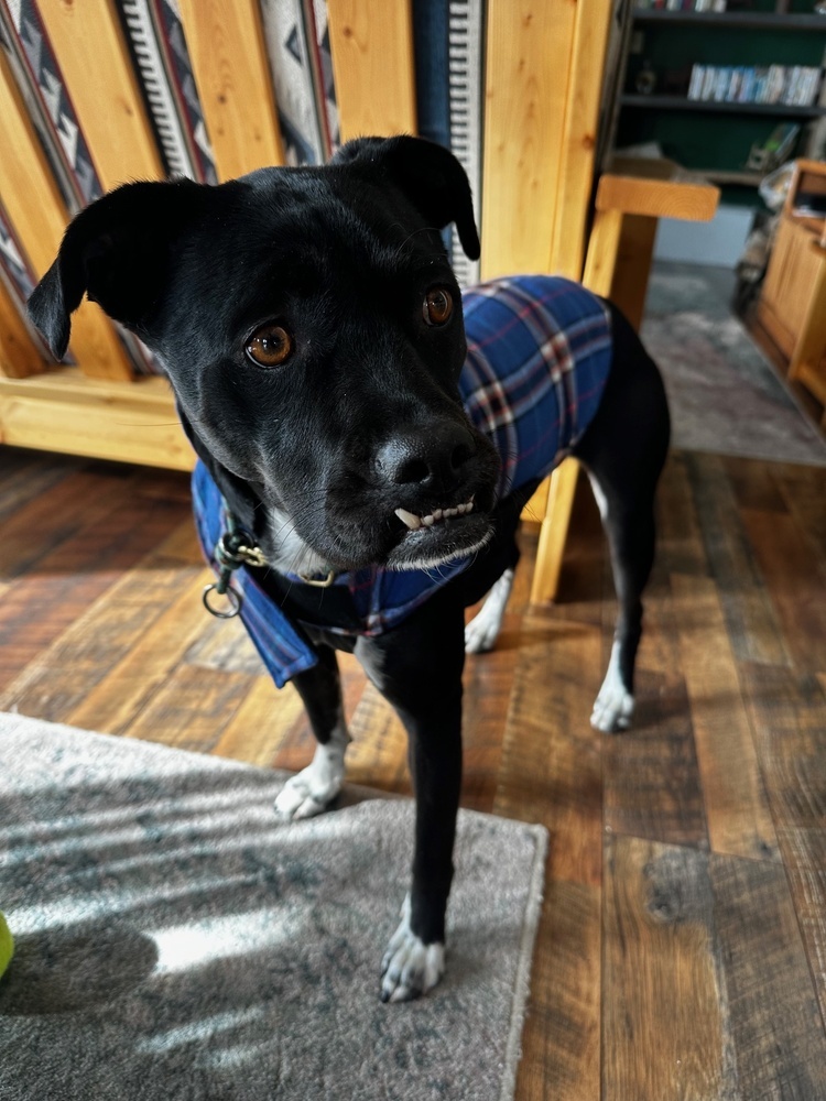 Phoebe, an adoptable Labrador Retriever in Littleton, CO, 80126 | Photo Image 5