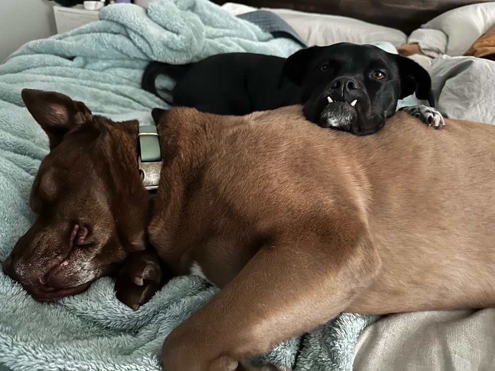 Phoebe, an adoptable Labrador Retriever in Littleton, CO, 80126 | Photo Image 6