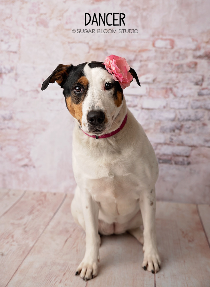 Dancer, an adoptable Labrador Retriever in Littleton, CO, 80126 | Photo Image 1