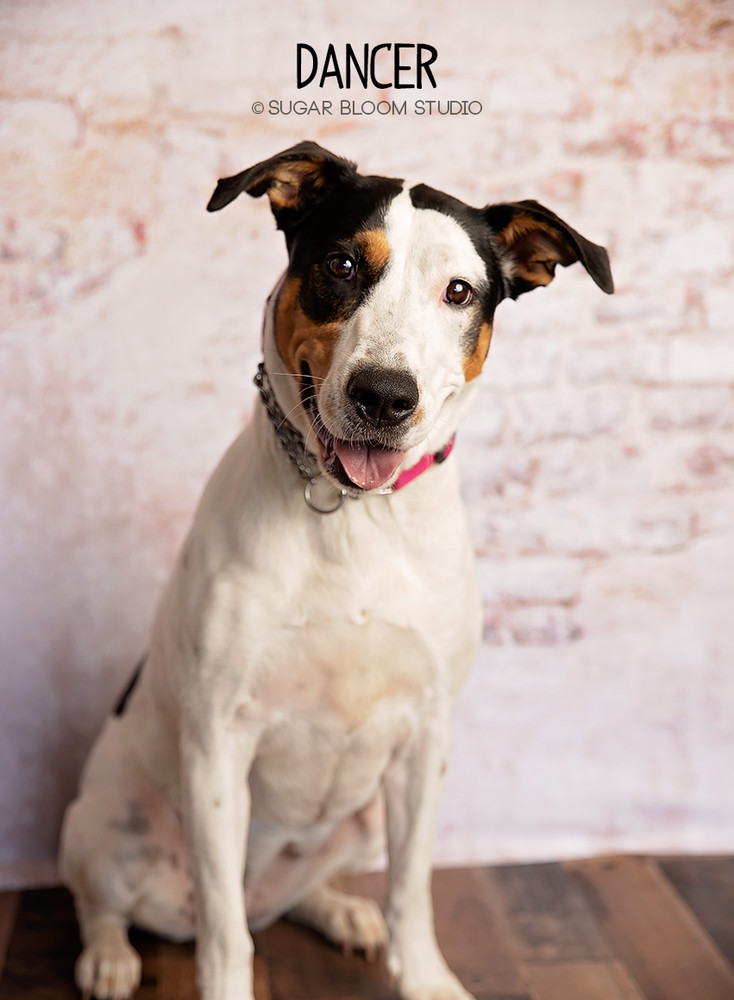 Dancer, an adoptable Labrador Retriever in Littleton, CO, 80126 | Photo Image 2