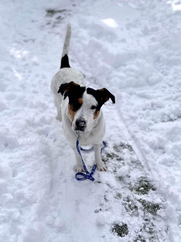 Dancer, an adoptable Labrador Retriever in Littleton, CO, 80126 | Photo Image 4
