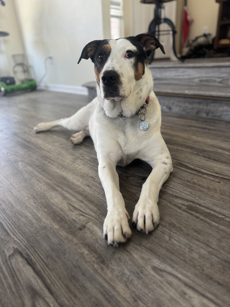 Dancer, an adoptable Labrador Retriever in Littleton, CO, 80126 | Photo Image 6