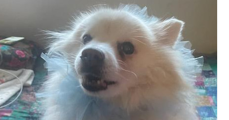 Idgy, an adoptable American Eskimo Dog, Pomeranian in Eugene, OR, 97405 | Photo Image 1