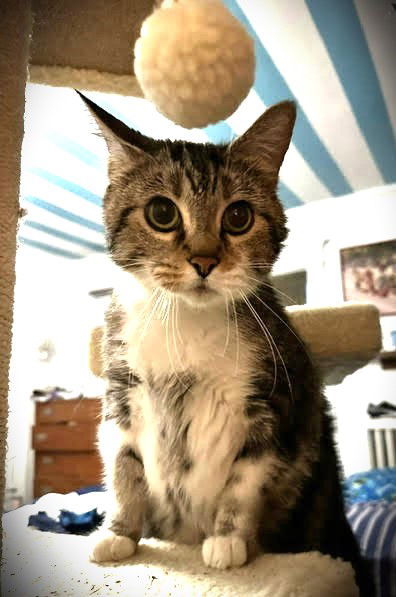 Marble, an adoptable Domestic Short Hair, Tabby in Saint Cloud, MN, 56303 | Photo Image 2