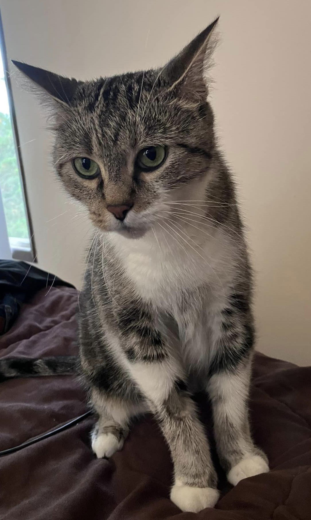 Marble, an adoptable Domestic Short Hair, Tabby in Saint Cloud, MN, 56303 | Photo Image 2