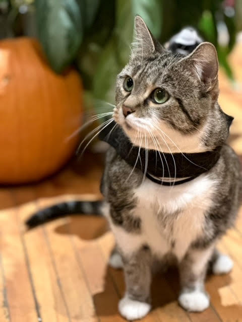 Marble, an adoptable Domestic Short Hair, Tabby in Saint Cloud, MN, 56303 | Photo Image 2