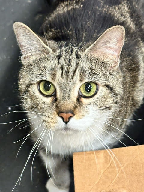 Marble, an adoptable Domestic Short Hair, Tabby in Saint Cloud, MN, 56303 | Photo Image 3