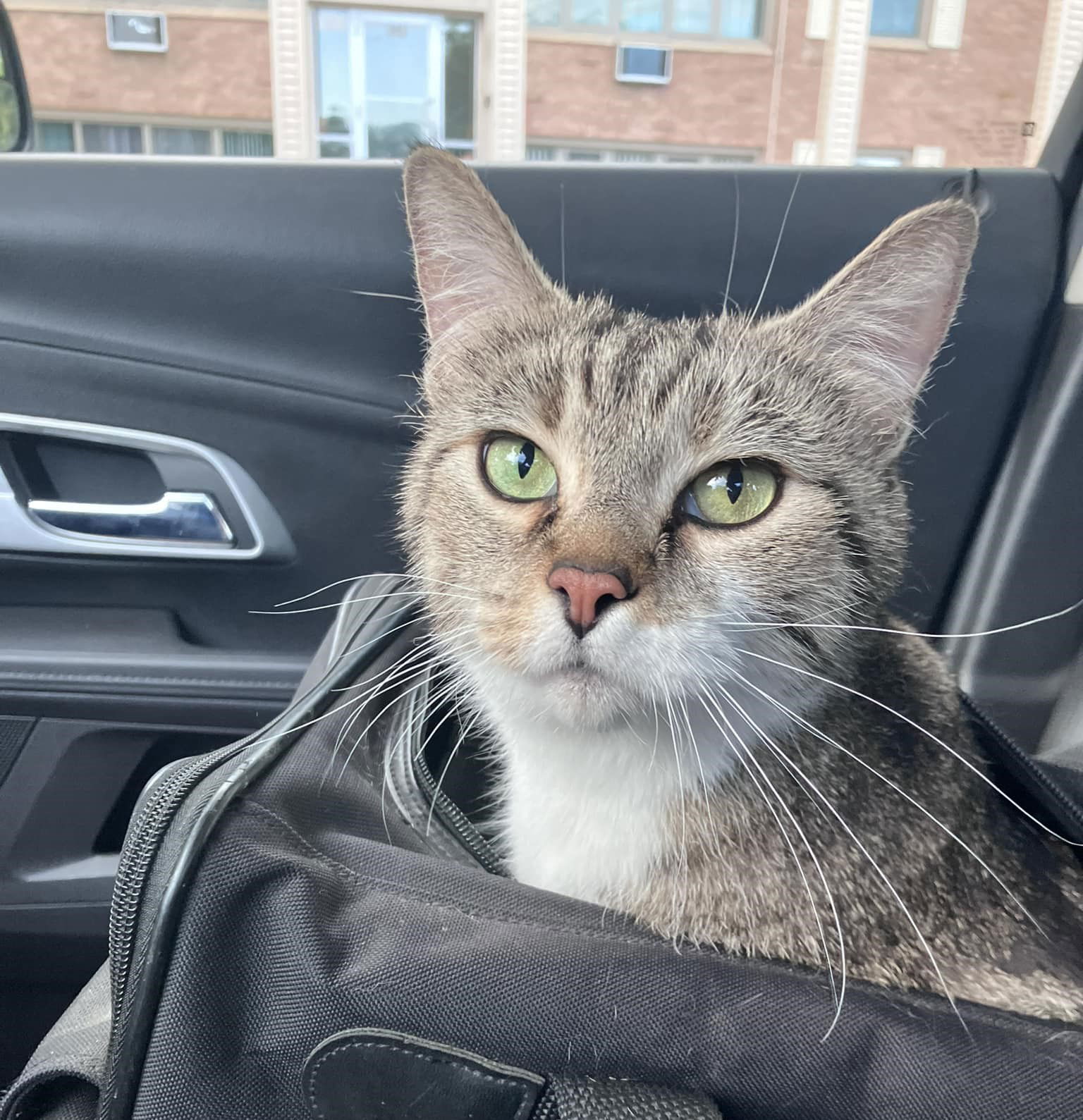 Marble, an adoptable Domestic Short Hair, Tabby in Saint Cloud, MN, 56303 | Photo Image 3