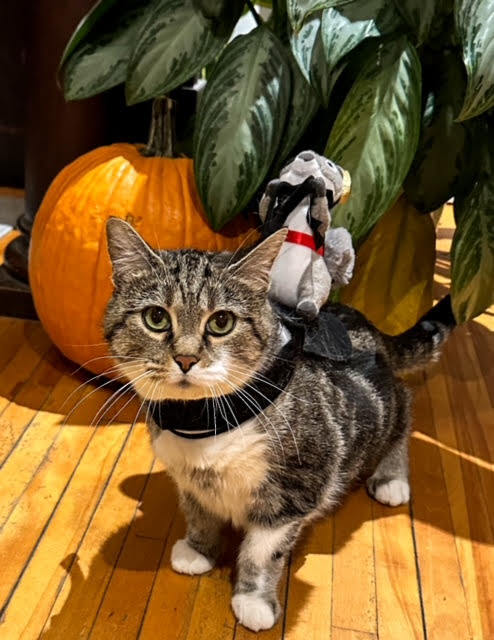 Marble, an adoptable Domestic Short Hair, Tabby in Saint Cloud, MN, 56303 | Photo Image 3