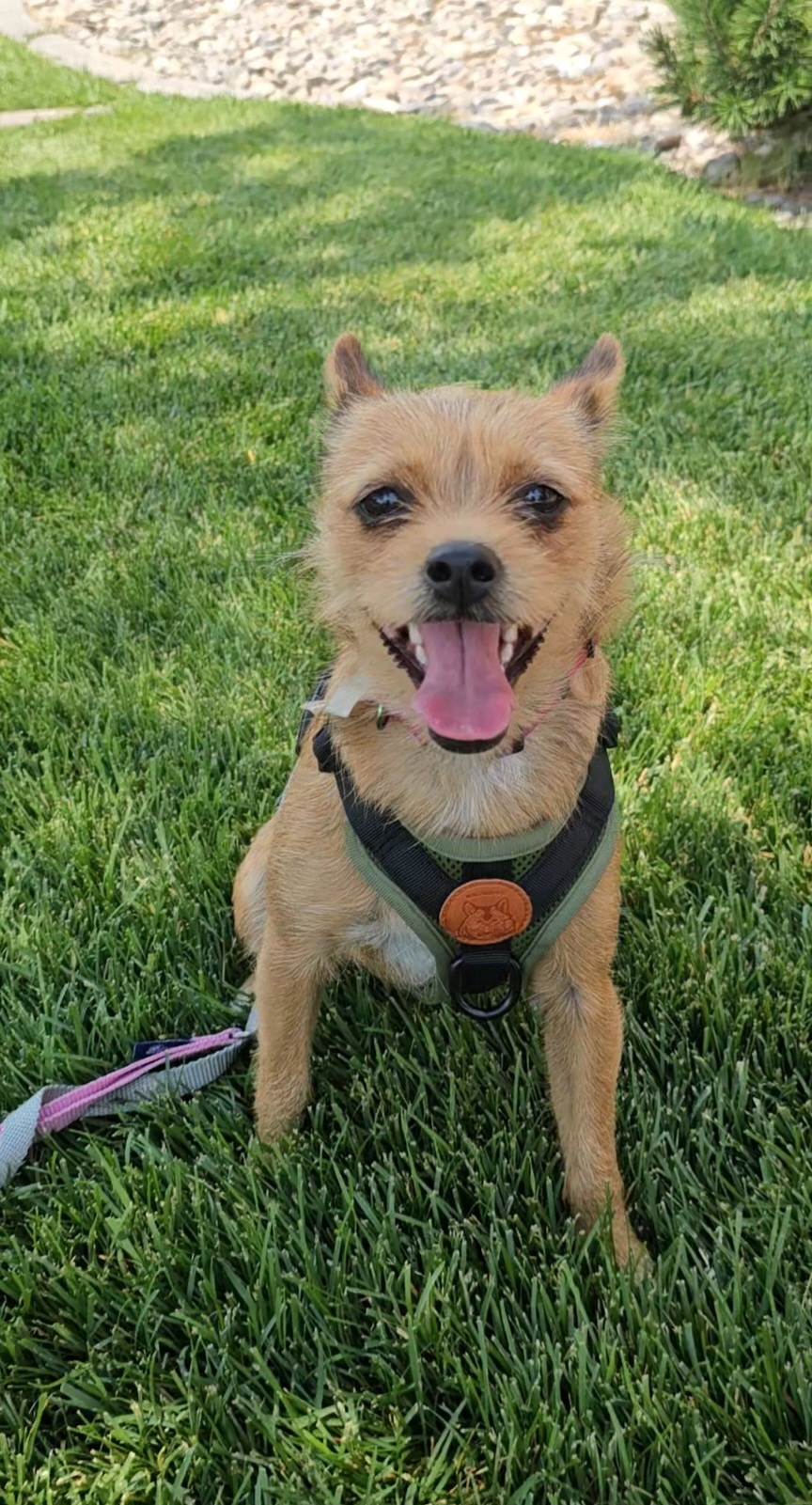 Oat, an adoptable Cairn Terrier in Twin Falls, ID, 83301 | Photo Image 1