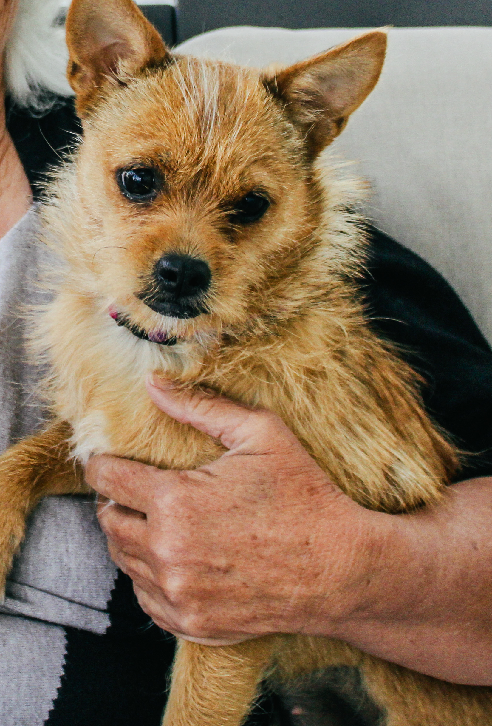 Oat, an adoptable Cairn Terrier in Twin Falls, ID, 83301 | Photo Image 2