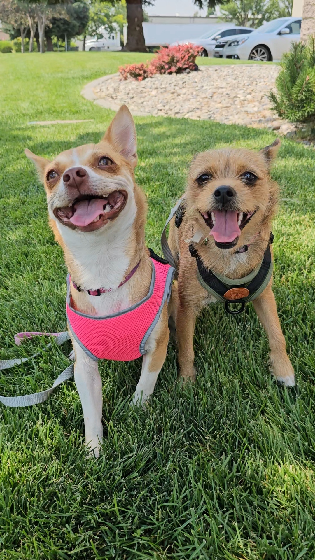 Oat, an adoptable Cairn Terrier in Twin Falls, ID, 83301 | Photo Image 2