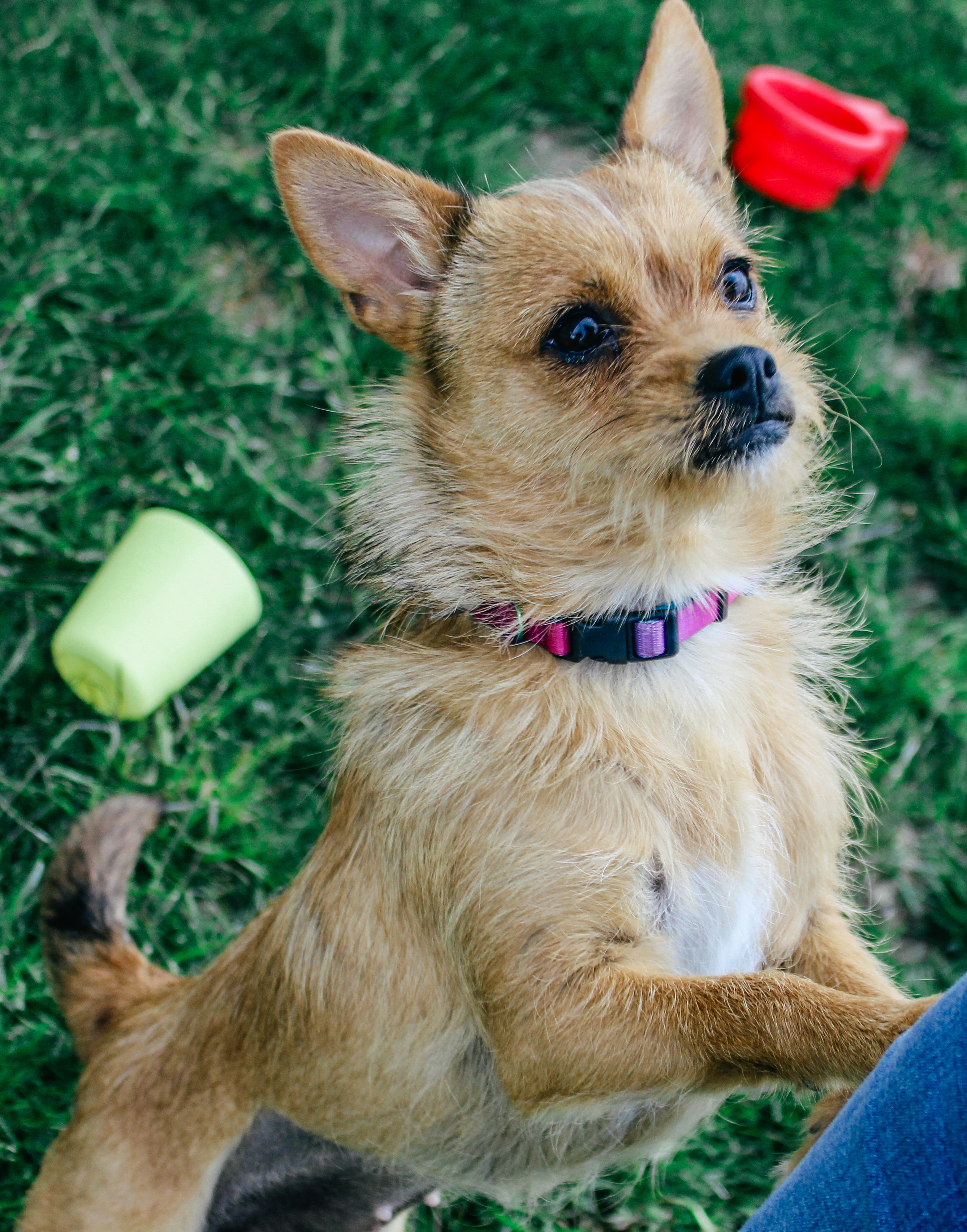 Oat, an adoptable Cairn Terrier in Twin Falls, ID, 83301 | Photo Image 3