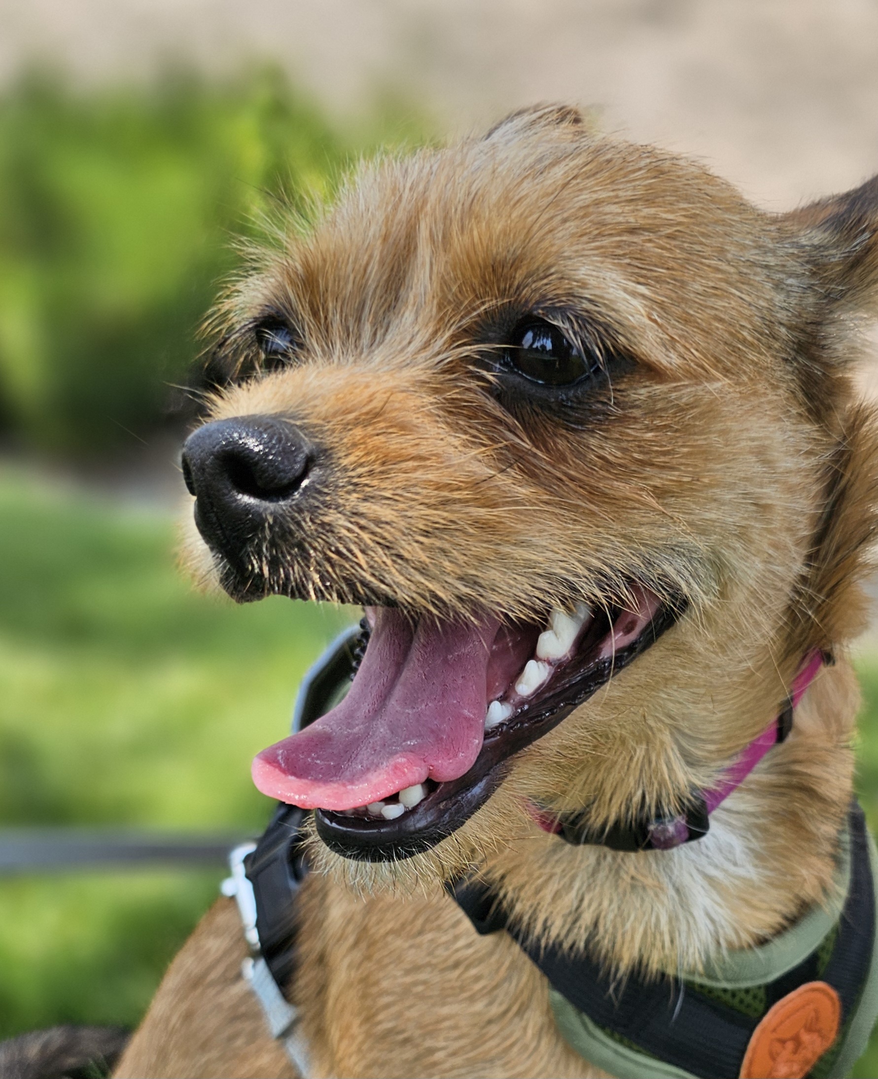 Oat, an adoptable Cairn Terrier in Twin Falls, ID, 83301 | Photo Image 3