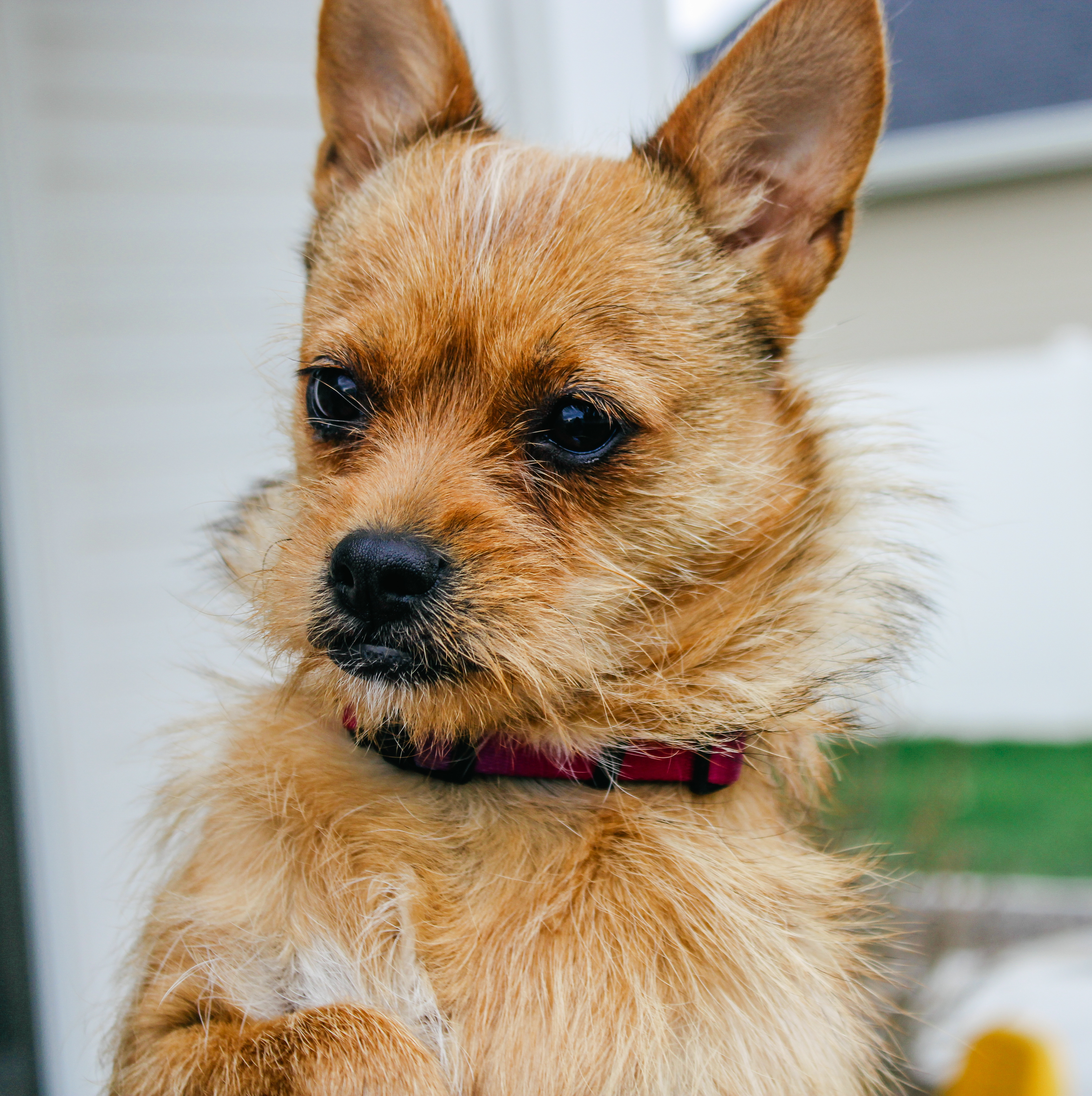 Oat, an adoptable Cairn Terrier in Twin Falls, ID, 83301 | Photo Image 4