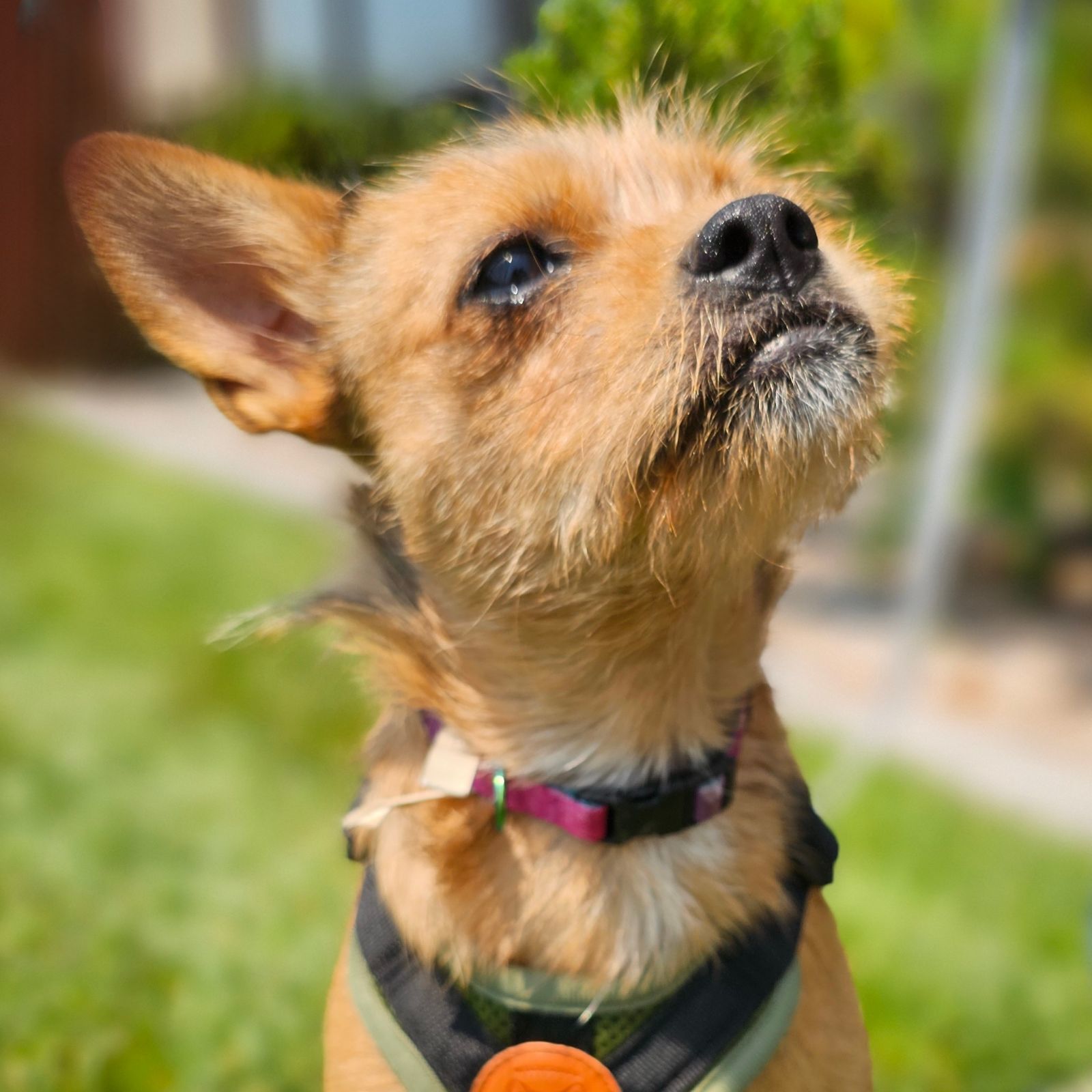 Oat, an adoptable Cairn Terrier in Twin Falls, ID, 83301 | Photo Image 4