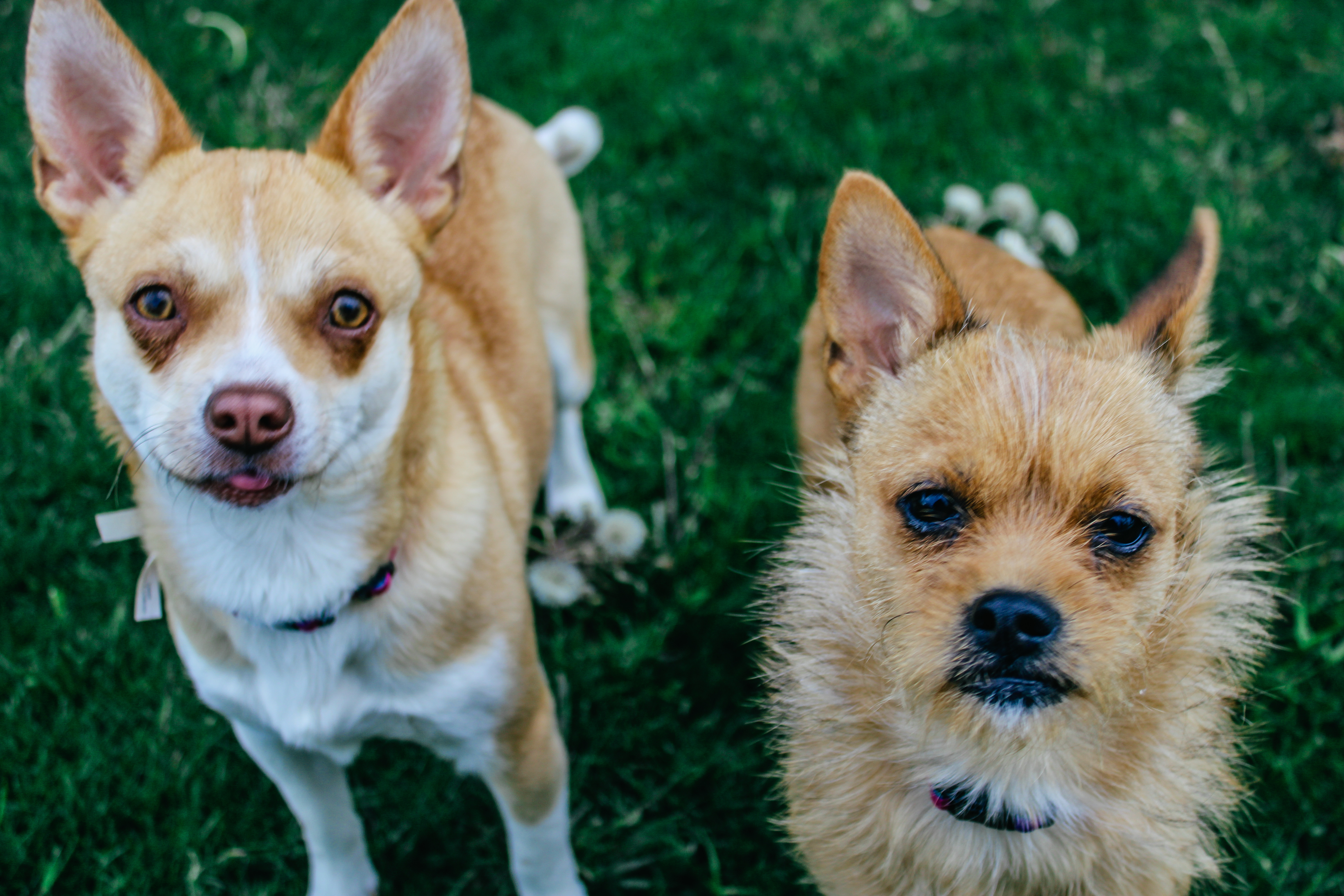 Oat, an adoptable Cairn Terrier in Twin Falls, ID, 83301 | Photo Image 5