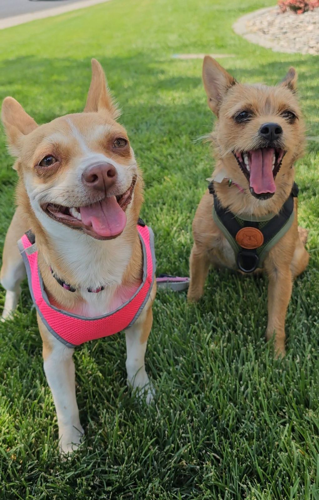 Oat, an adoptable Cairn Terrier in Twin Falls, ID, 83301 | Photo Image 5