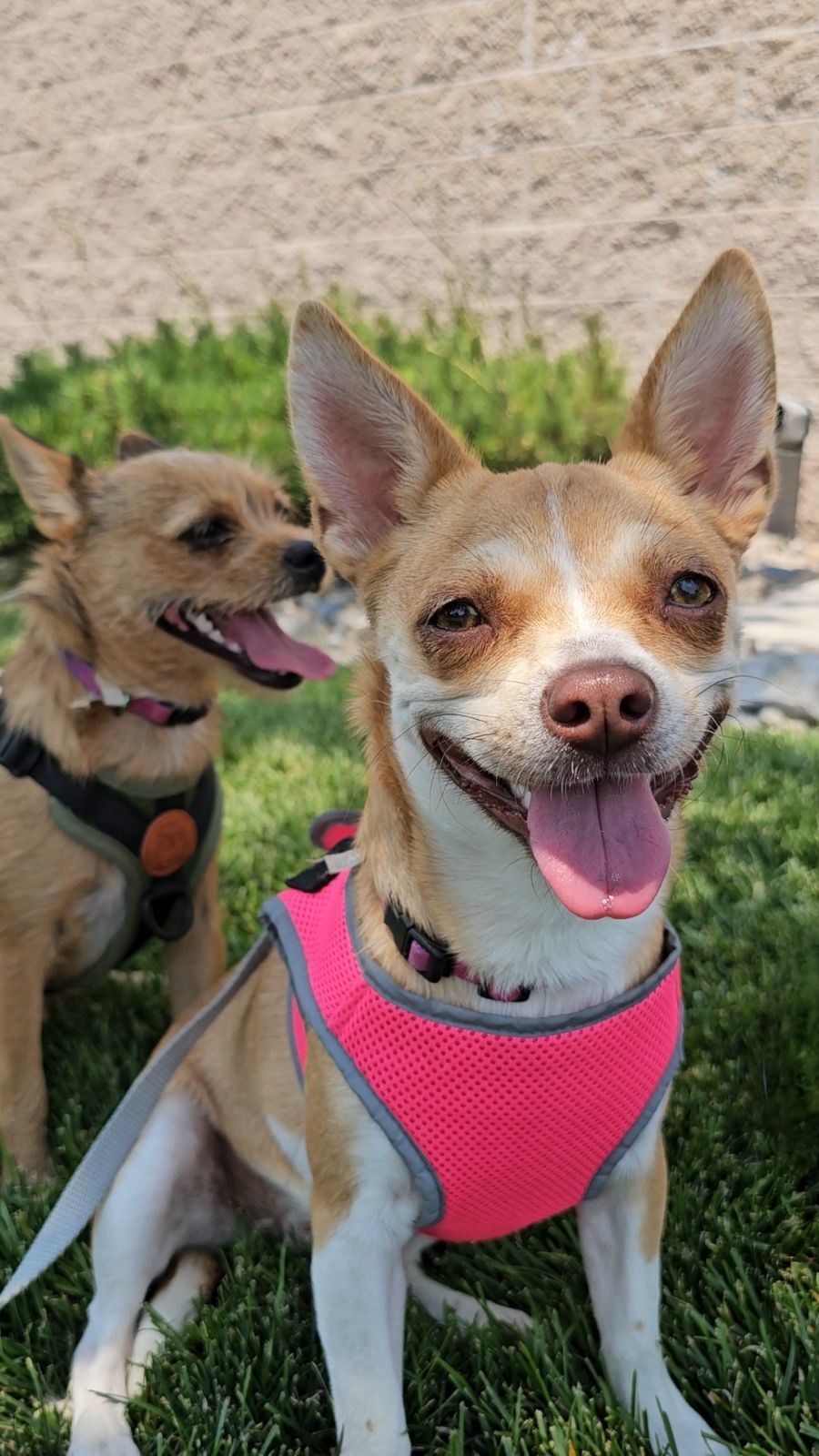 Quinoa, an adoptable Chihuahua in Twin Falls, ID, 83301 | Photo Image 1