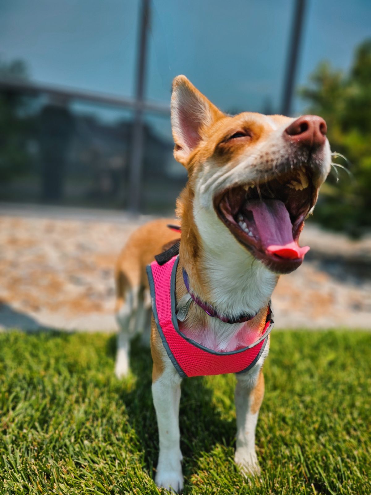 Quinoa, an adoptable Chihuahua in Twin Falls, ID, 83301 | Photo Image 2