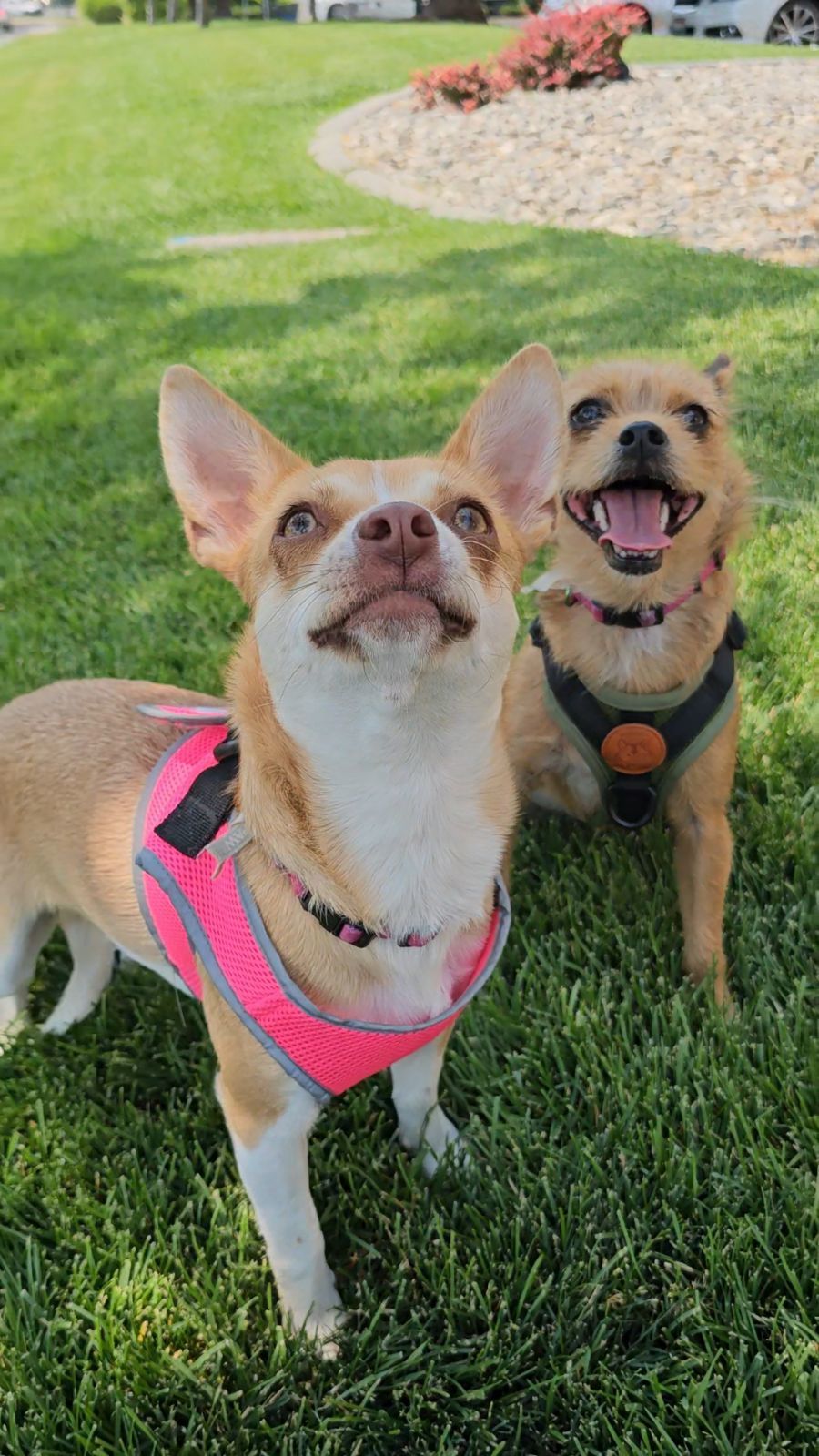 Quinoa, an adoptable Chihuahua in Twin Falls, ID, 83301 | Photo Image 3