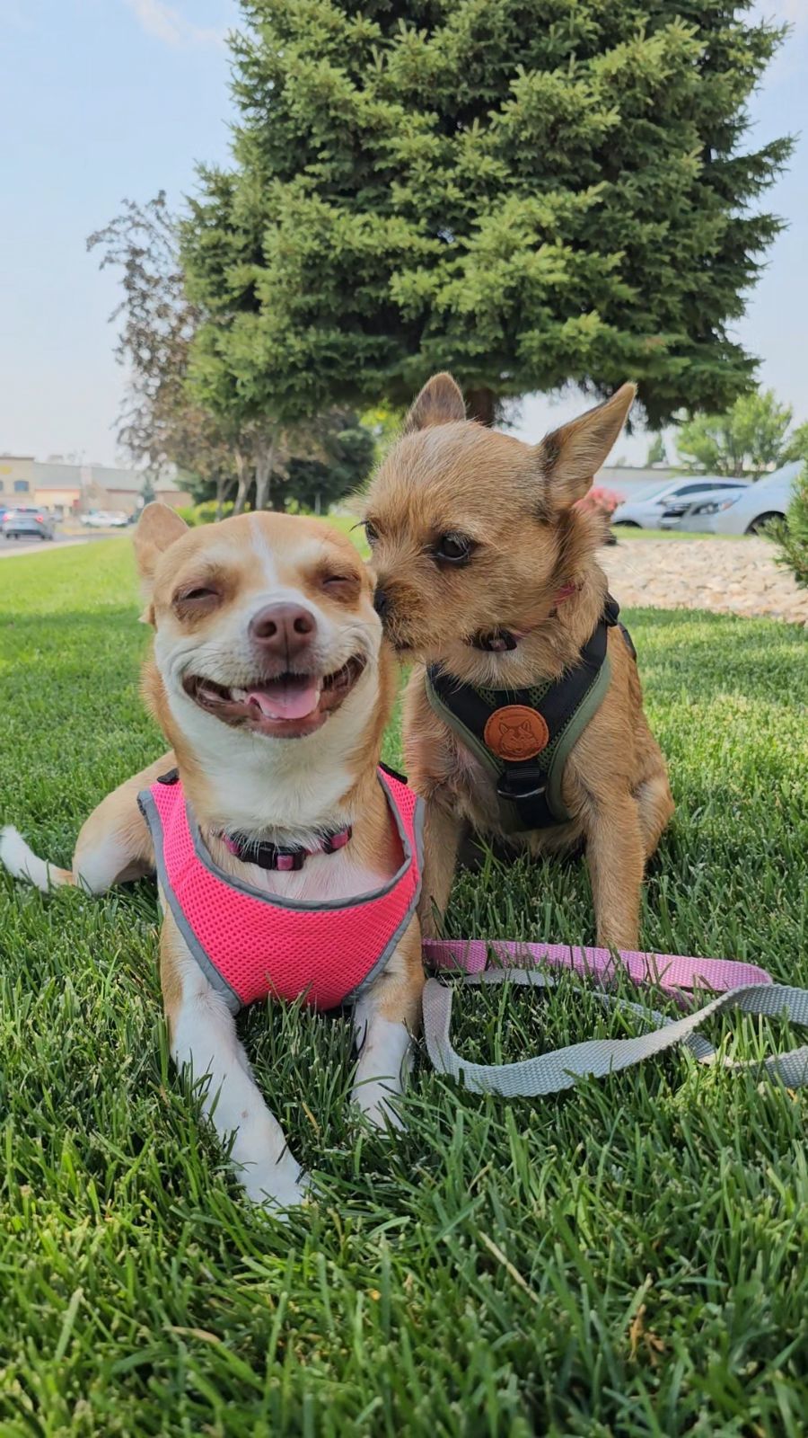 Quinoa, an adoptable Chihuahua in Twin Falls, ID, 83301 | Photo Image 4