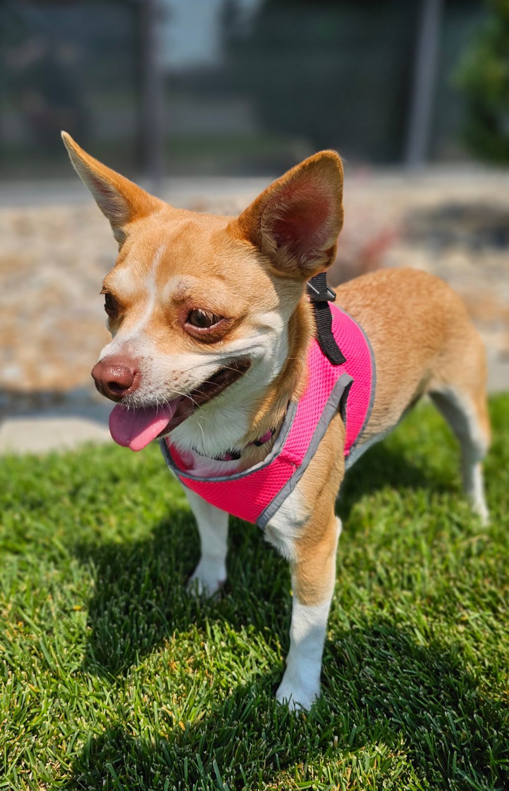 Quinoa, an adoptable Chihuahua in Twin Falls, ID, 83301 | Photo Image 5