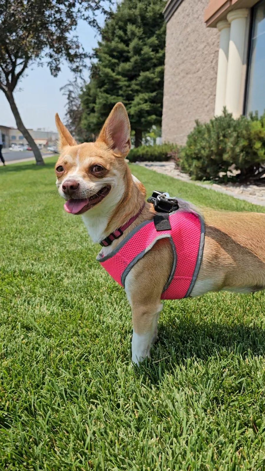 Quinoa, an adoptable Chihuahua in Twin Falls, ID, 83301 | Photo Image 6