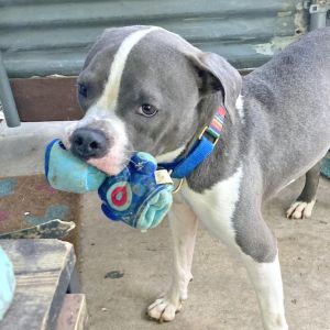 Dobby, Adult Female Staffordshire Bull Terrier