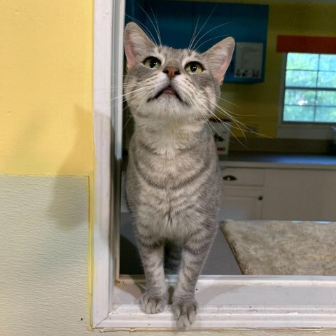 CC's, an adoptable Domestic Short Hair in Carencro, LA, 70520 | Photo Image 1