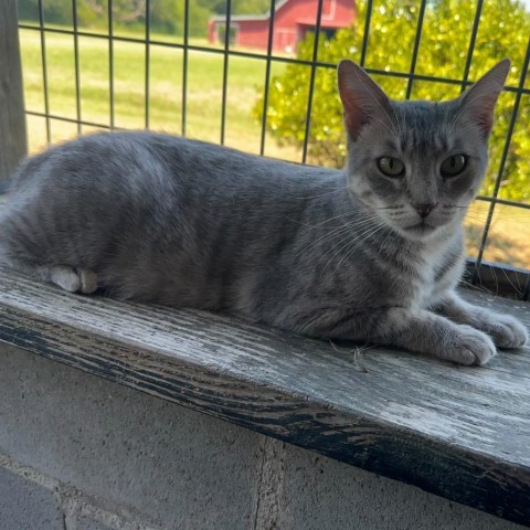 CC's, an adoptable Domestic Short Hair in Carencro, LA, 70520 | Photo Image 3