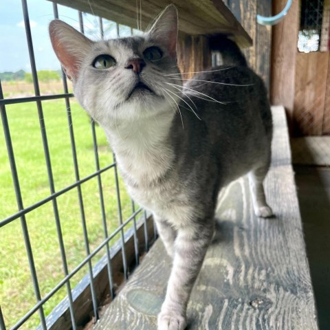 CC's, an adoptable Domestic Short Hair in Carencro, LA, 70520 | Photo Image 4