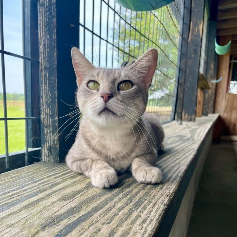 CC's, an adoptable Domestic Short Hair in Carencro, LA, 70520 | Photo Image 5