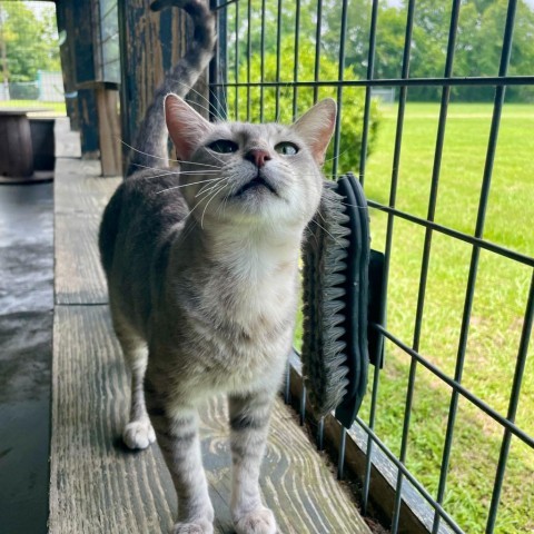 CC's, an adoptable Domestic Short Hair in Carencro, LA, 70520 | Photo Image 6