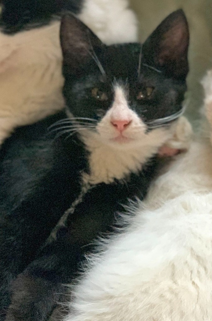 Lena