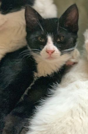 Lena, Young Female Domestic Short Hair