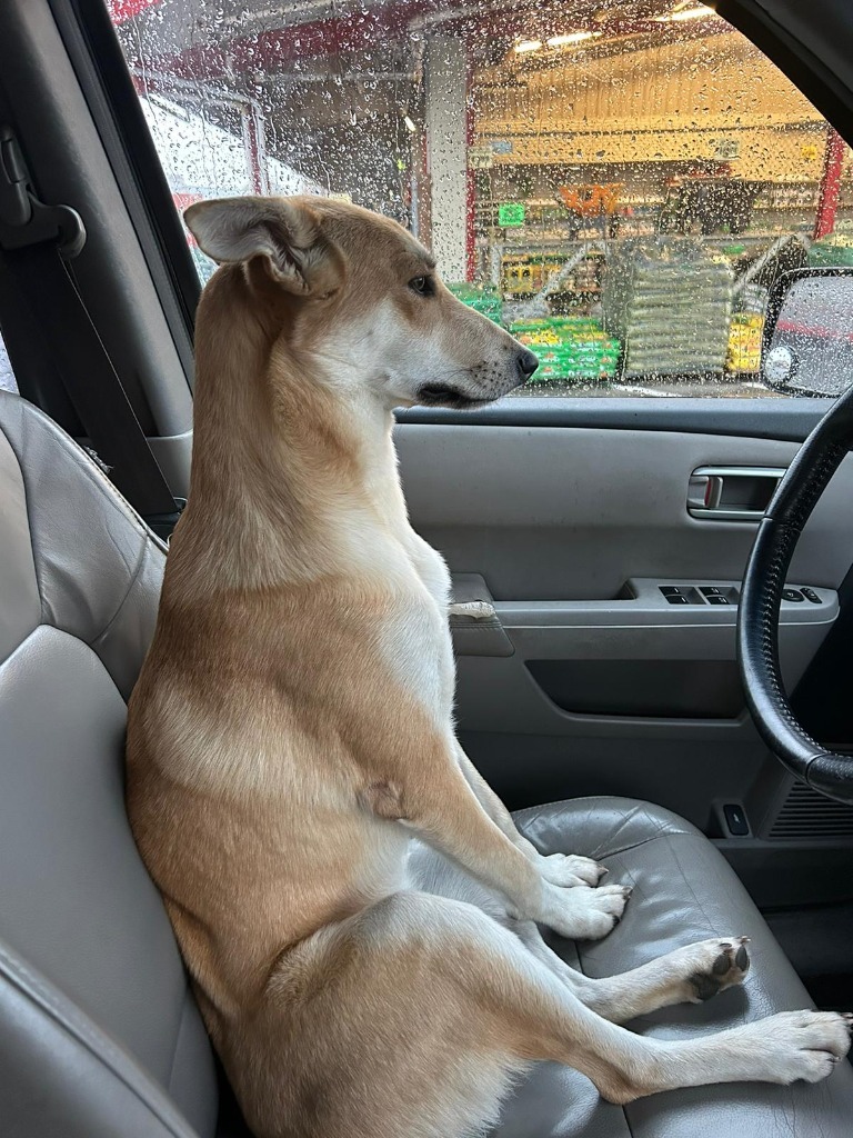 Lola, an adoptable Mixed Breed in San Juan de Abajo, NAY, 63732 | Photo Image 1