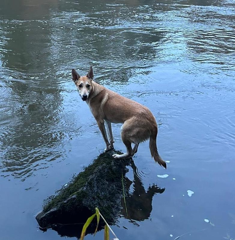 Lola, an adoptable Mixed Breed in San Juan de Abajo, NAY, 63732 | Photo Image 3