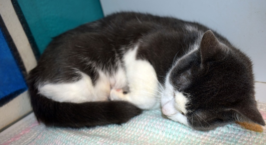 Wanda, an adoptable Domestic Short Hair in Brownwood, TX, 76801 | Photo Image 1