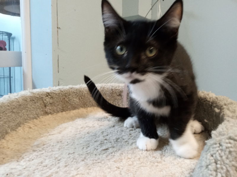 Katie Kat, an adoptable Tuxedo in Alturas, CA, 96101 | Photo Image 2