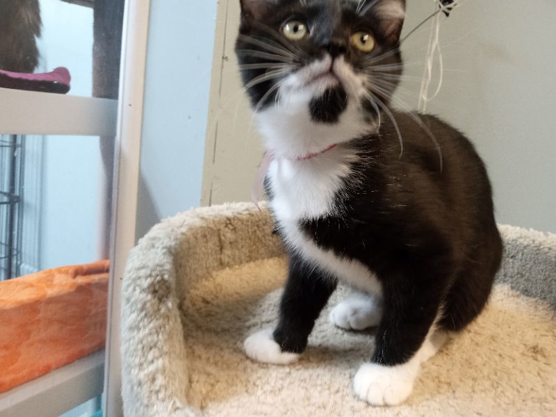 Katie Kat, an adoptable Tuxedo in Alturas, CA, 96101 | Photo Image 3