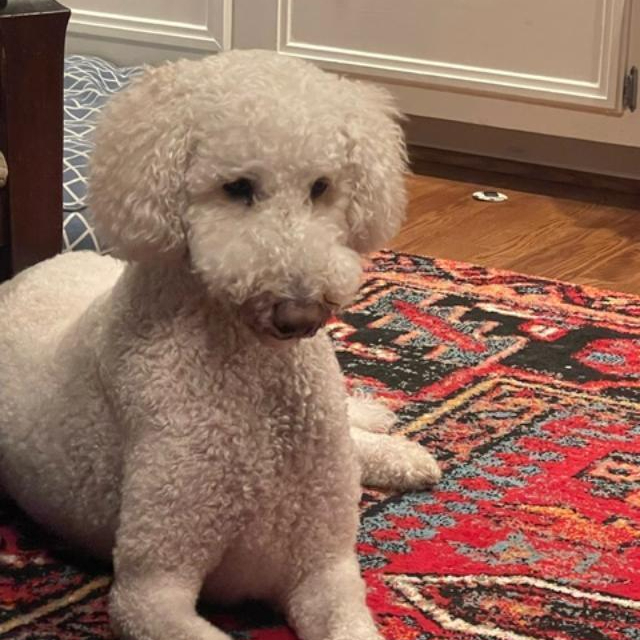 Luke the Doodle, an adoptable Goldendoodle in Louisville, KY, 40206 | Photo Image 2