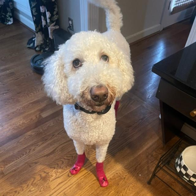 Luke the Doodle, an adoptable Goldendoodle in Louisville, KY, 40206 | Photo Image 3