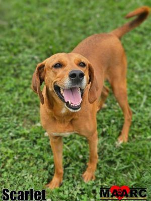 Scarlet the red hound Age Approximately 5 years Weight 40-50lb Why Im a 101