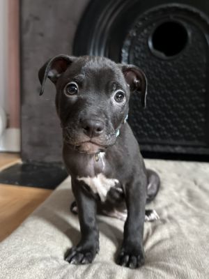 This puppy is eligible to join our foster-to-adopt program Please email fostertoadoptsocialteesnyc