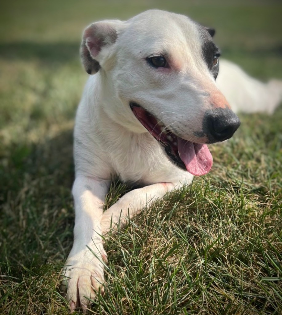 Sweetie, an adoptable Beagle, Bull Terrier in Pittsfield, IL, 62363 | Photo Image 1