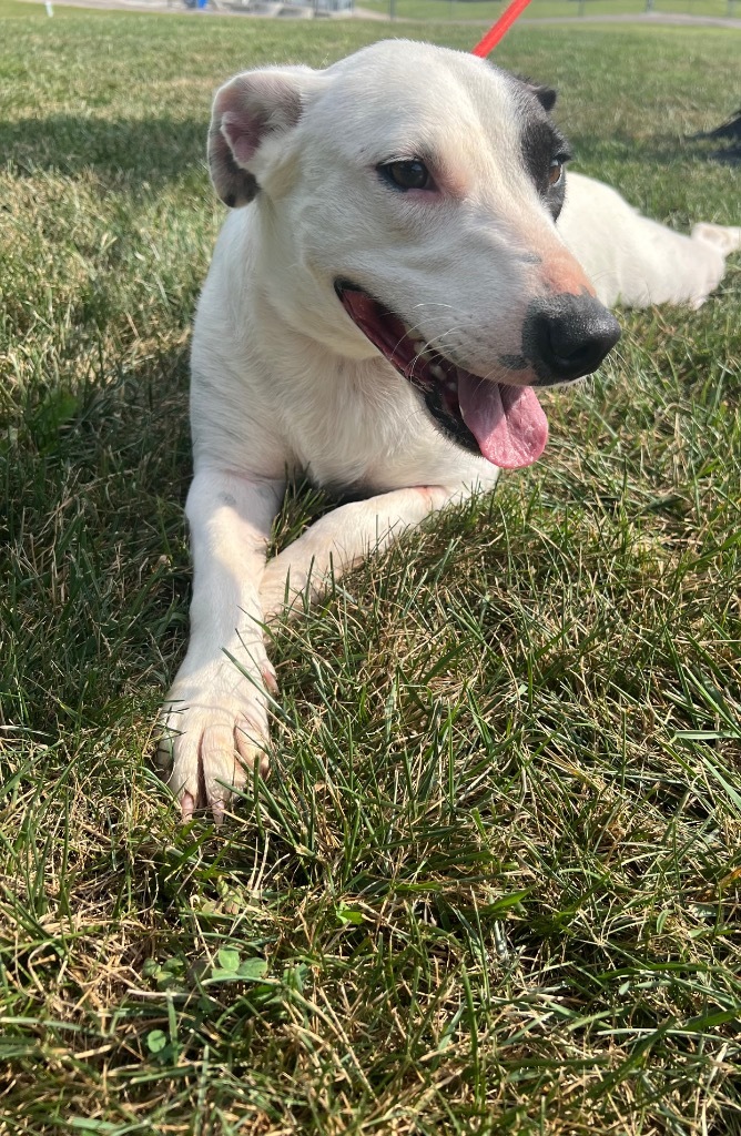 Sweetie, an adoptable Beagle, Bull Terrier in Pittsfield, IL, 62363 | Photo Image 2