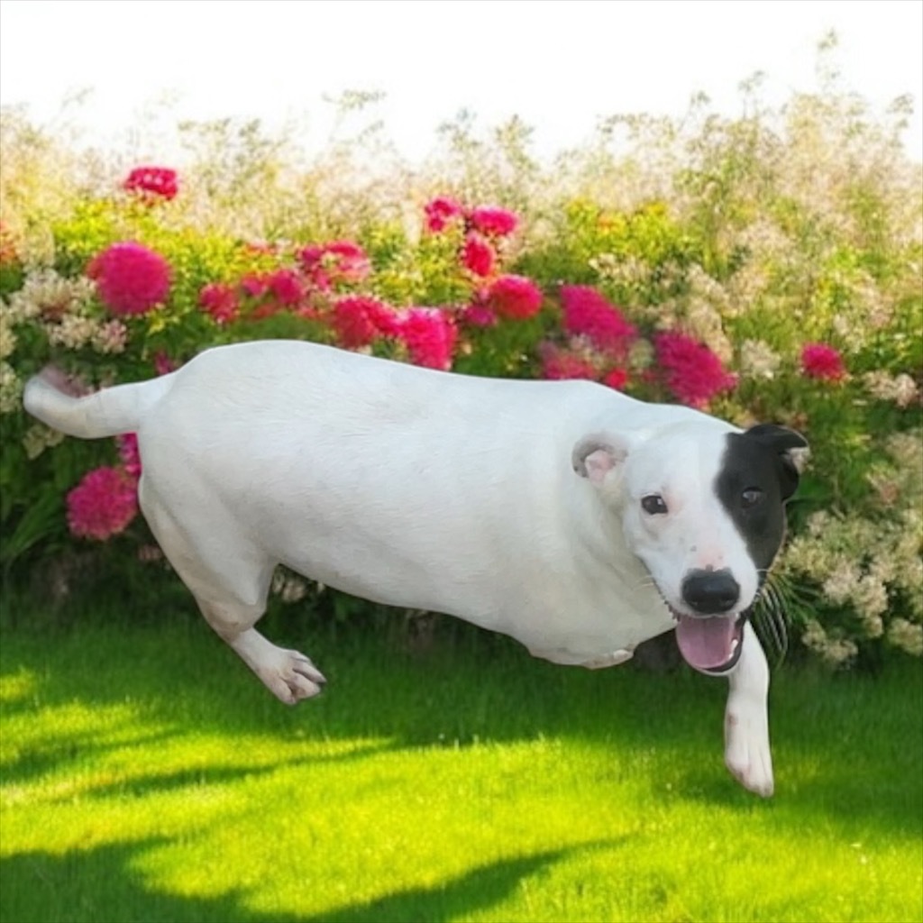Sweetie, an adoptable Beagle, Bull Terrier in Pittsfield, IL, 62363 | Photo Image 4