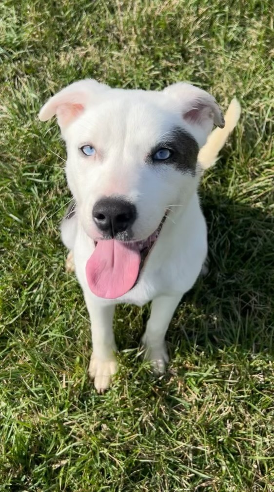 Hope, an adoptable Husky, Mixed Breed in Pittsfield, IL, 62363 | Photo Image 1