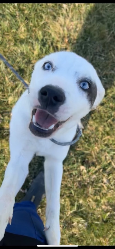 Hope, an adoptable Husky, Mixed Breed in Pittsfield, IL, 62363 | Photo Image 2